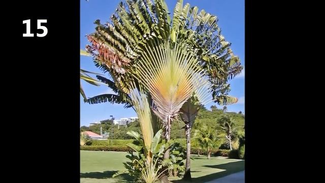 50 Most Unusual Trees in the History of the World смотреть онлайн