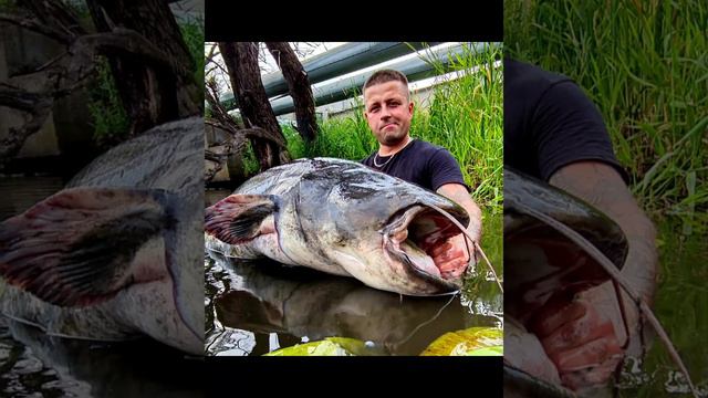 Love Catfish Silure Wels Silurus Glanis Fishing Life Monster Fish Odra River