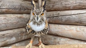 Совы Басик, Нафаня и Варя