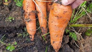 Свежие опилки на грядке с морковью. Потрясающий результат!!