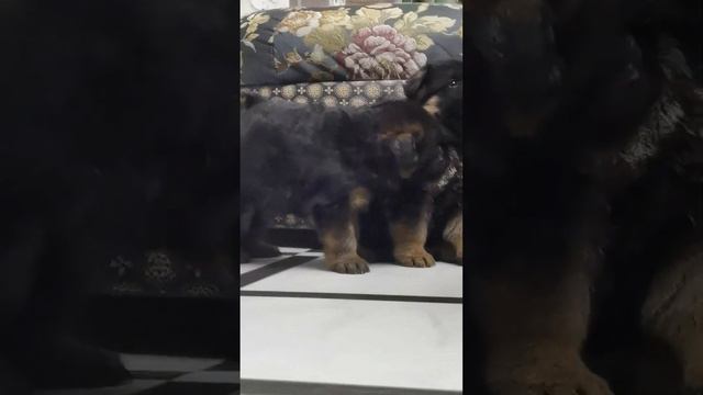 щенки немецкой овчарки от 19.01.2023г смотреть онлайн