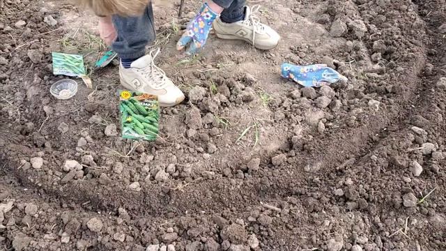 Семена огурцов Цезарь F1. От семян до урожая. смотреть онлайн