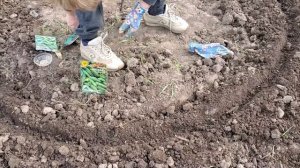 Семена огурцов Цезарь F1. От семян до урожая.