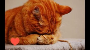 Выбросил кота с 17 этажа за... #animals