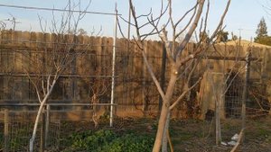 Первые прививки сезона 2022. Инжир и шелковица #инжир #бестинжир #figs #figtree #bestfigs