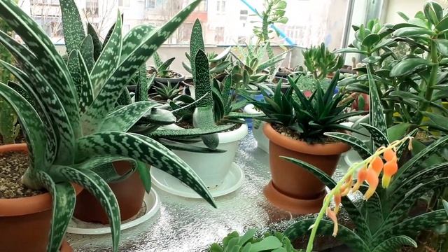 Кактусы и суккуленты на восточном подоконнике 18.02.2020 г. смотреть онлайн