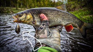 ЛУЧШАЯ ПРИМАНКА МАЯ, рыбалка в незнакомом месте, где найти голавля весной?