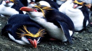 Золотоволосый пингвин, животные Антарктиды, дикие животные, пингвин