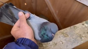 Как я лечу ОРНИТОЗ! #göyərçin #pigeons #tauben #голуби #бакинскиеголуби