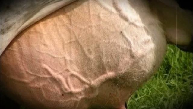 Почему горчит молоко у коровы именно зимой смотреть онлайн