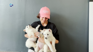 В деревне Кутижма в заброшенном доме нашли собаку с девятью щенками