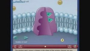 Натрий калиевый насос