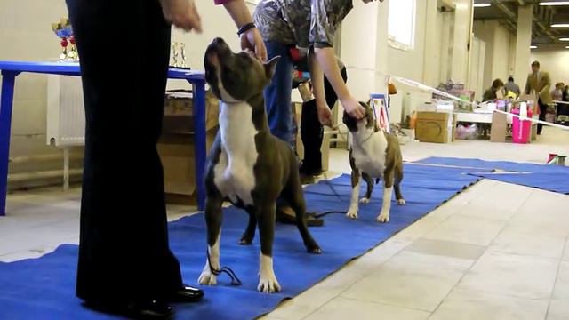 7.11 Моно (Терьер союз) Сравнение на ЛС смотреть онлайн