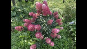 Как вырастить#метельчатуюгортензию#СамарскаяЛидия#Framboisine#описание#особенностисорта#посадка#ухо