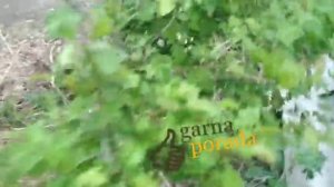 На какой год плодоносит боярышник