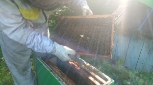 Осмотр отводков