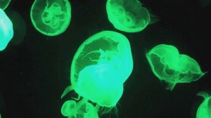 Летающие медузы релакс.Amazing Jellyfish in 4K