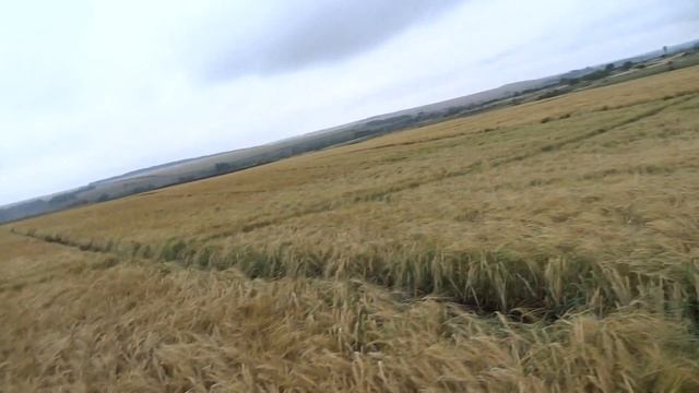 Ячмень яровой, сорт Калькюль (18.07.18)