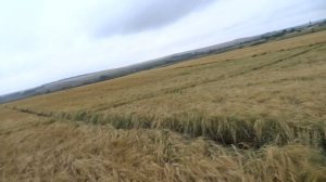 Ячмень яровой, сорт Калькюль (18.07.18)
