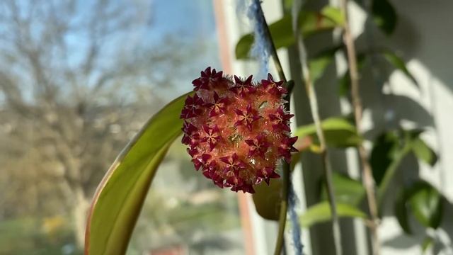 Цветение Хойя Миндоренсис пинк-пинк. Hoya Mindorensis pink-Pink смотреть онлайн