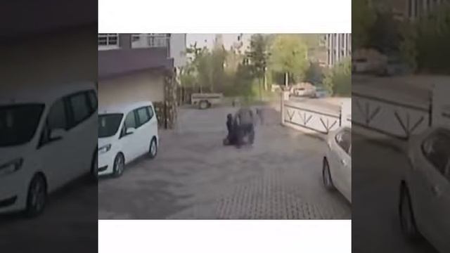 На школьницу напали  бешеные собаки