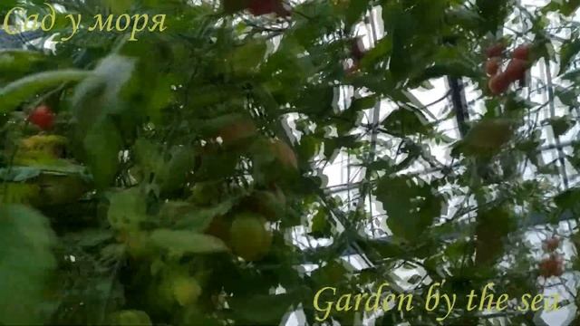Томатное дерево ( сорт Ирина ); Tomato tree ( Irina grade) смотреть онлайн
