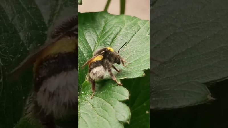 Шмелиха на рейве  bumblebee twerk