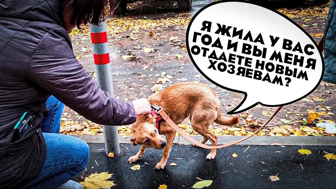 Передаём отказницу Нюшу из Москвы новым хозяевам, спасибо, что откликнулись на помощь❤️