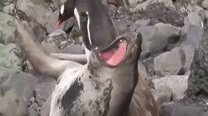 Пингвин перелезает через морж. Пов: жена утром перелезает через мужа ?