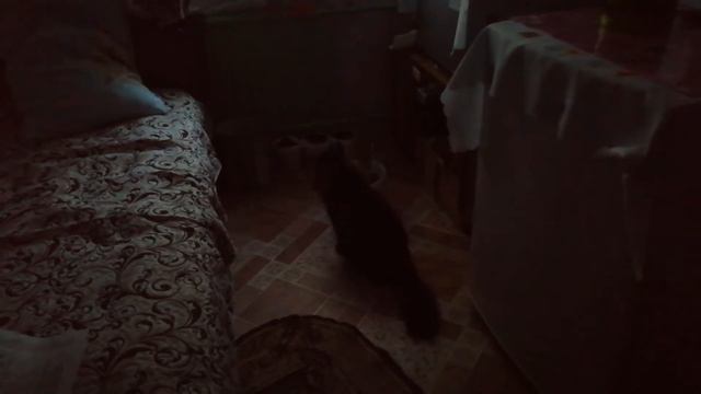 Кот Марс чавкает зелёным луком. смотреть онлайн