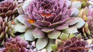 Молодило гибридное Ноир (sempervivum noir) ? молодило Ноир обзор: как сажать саженцы молодила Ноир