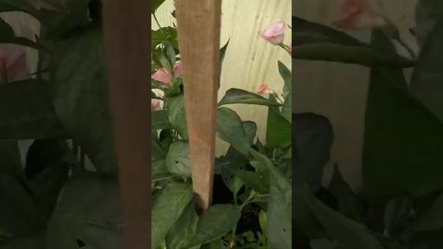 Эустомы из своих семян