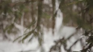 Красота русской природы. Зимняя природа. Зимний лес