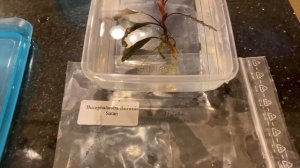 How I sterilise my bucephalandra / anubias ( my personal guide )