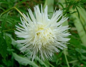 Цветок имени Вера - белая астра.mp4