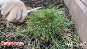 Стрижка Овсяницы