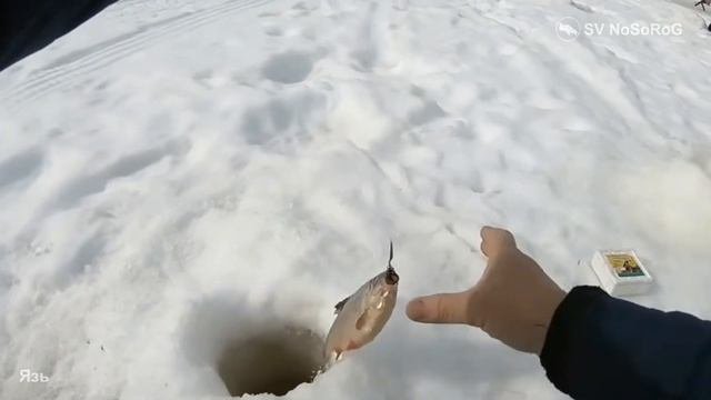 Язь