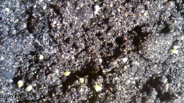 Семена кактусов 3 день после посева смотреть онлайн