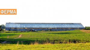 Ферма для содержания молочного КРС. КФХ Сергея Заеца