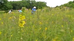 РЕПЕШОК - сбор репешка июнь  Agrimony ( желчегонное, отхаркивающее, лечение печени, почек )