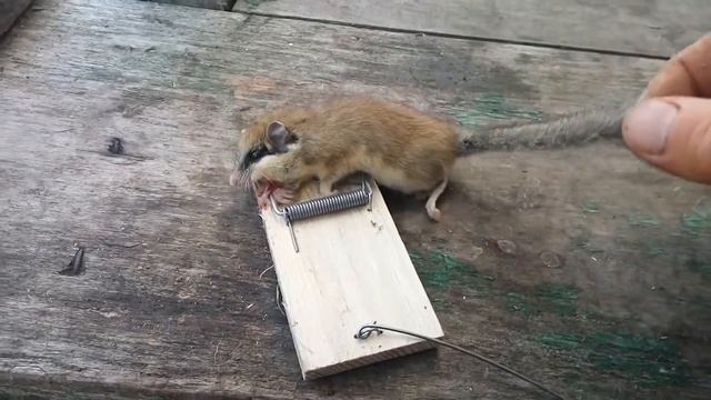 09,05,2020 Что за зверь попал в мышеловку? Слабонервным и детям не смотреть!
