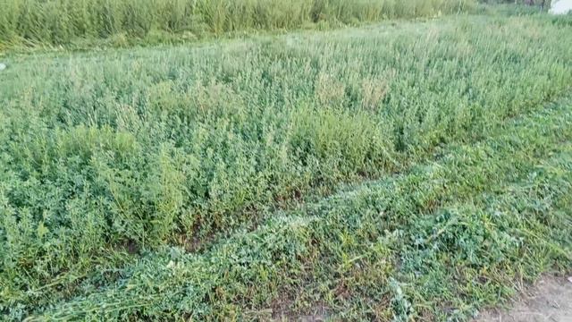 покос люцерны на сено