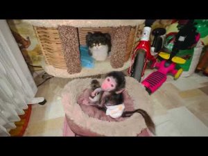 Люська просто ЗАКРЫВАЕТ ГРУДЬЮ котят и не хочет их отдавать не путёвой маме)