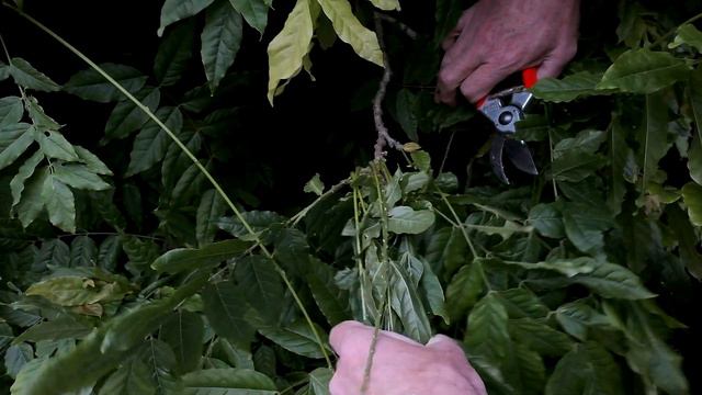 Wisteria second pruning June / July - Burncoose Nurseries смотреть онлайн