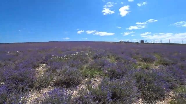 В Бахчисарай за лавандой. Лавандовые поля в поселке Тургеневка. смотреть онлайн