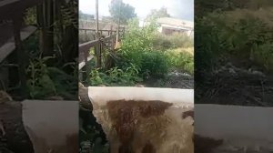Выделка сыромятины дедовским способом