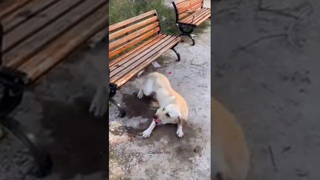 Ит туралы смотреть онлайн