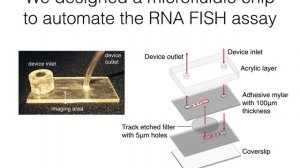 Multiplexed detection of viral infections using rapid in situ RNA analysis on a chip