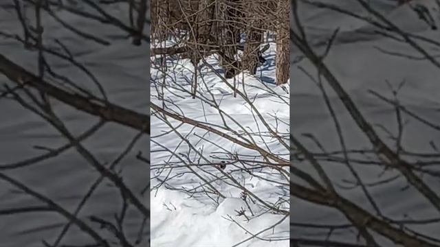 Ополовник или Синица длиннохвостая