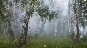 Березы в белых платьях нарядные стоят Футаж HD